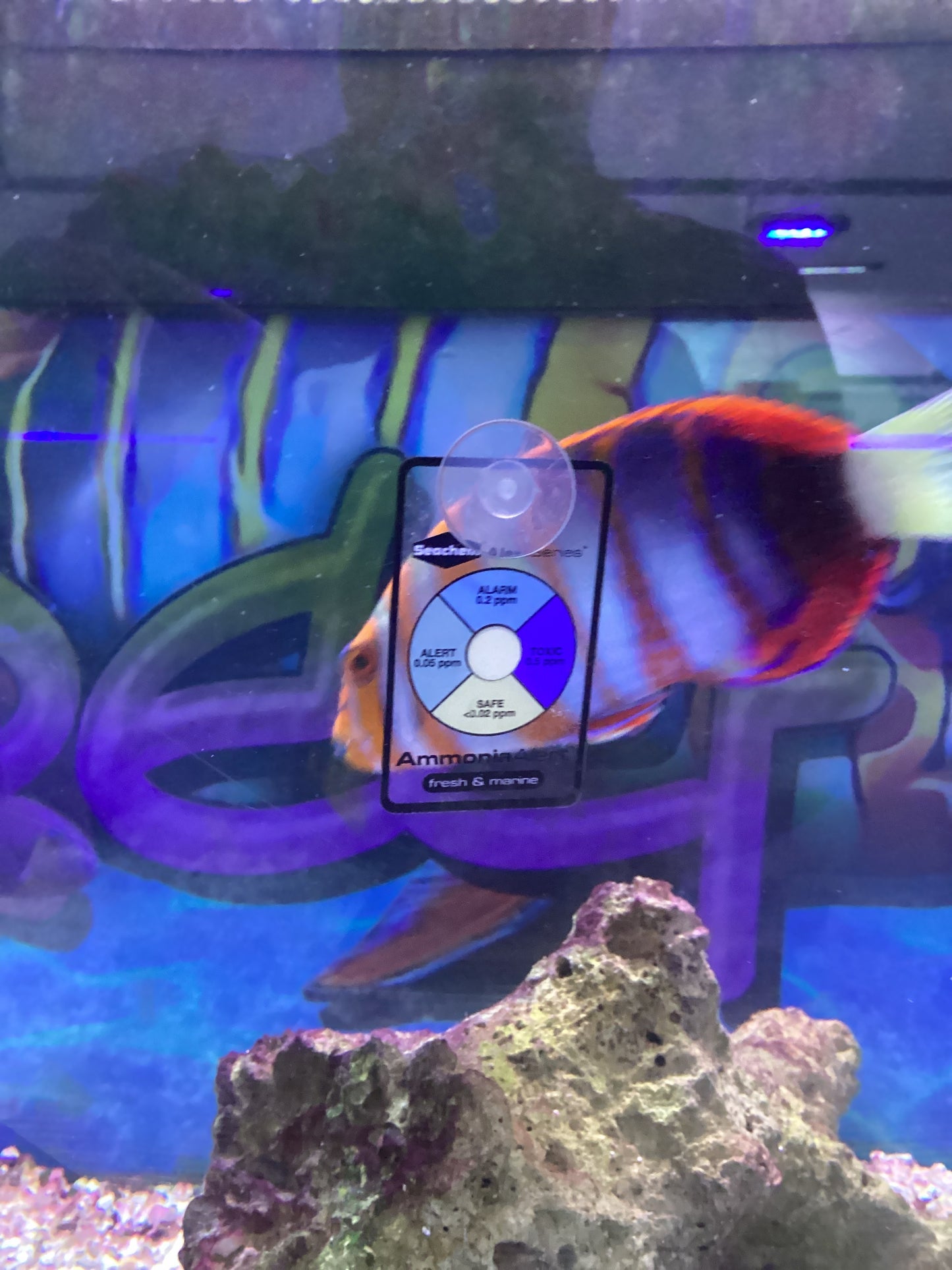 Ammonia Alert - Seachem