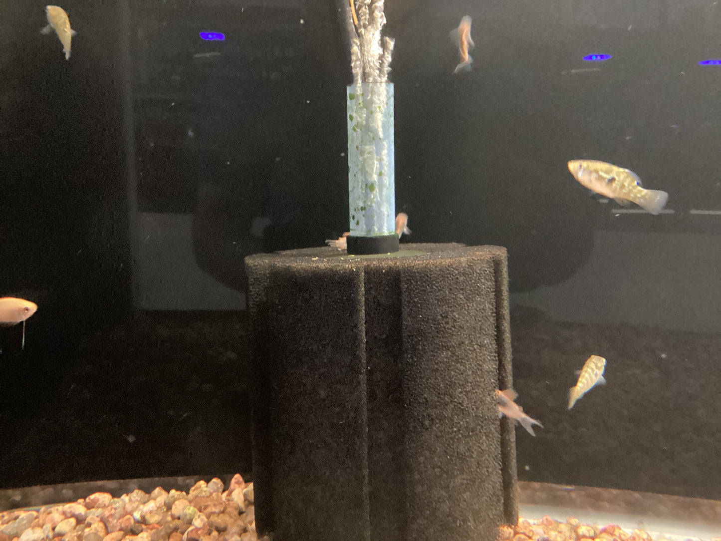 Bacto-Surge Small Foam Filter