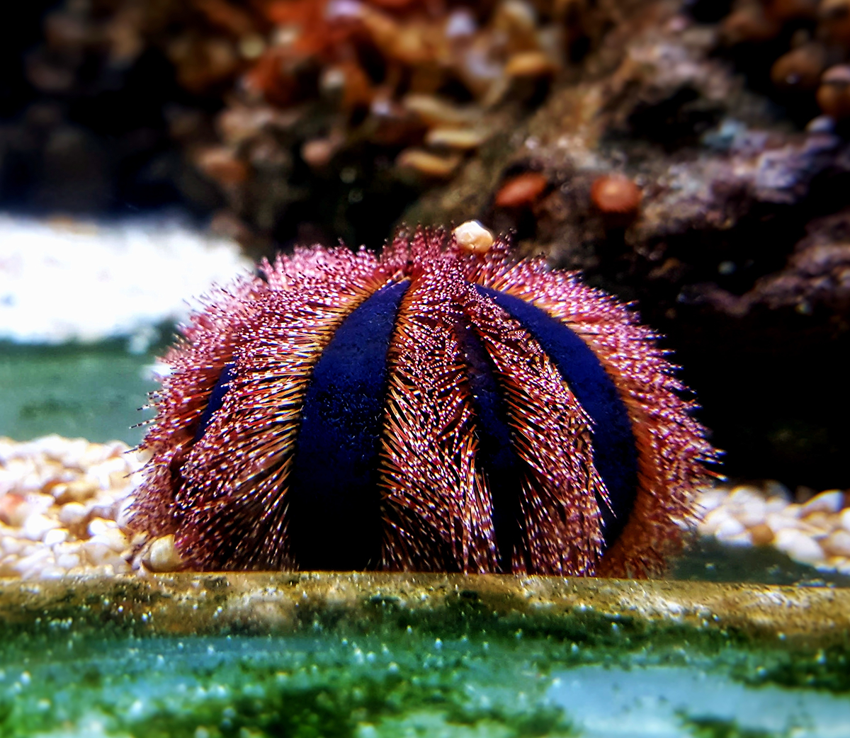 Red Tuxedo Pincushion Urchin (S) InsideReef