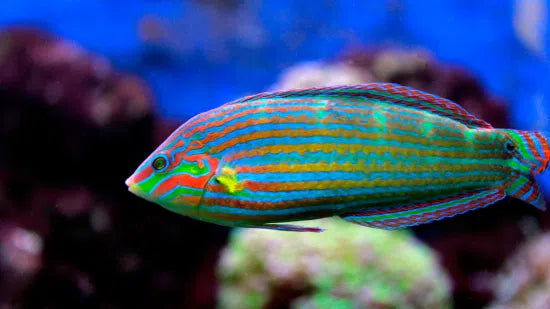 Melanurus Wrasse (M) – InsideReef