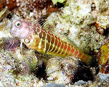 Segmented Sailfin Blenny (M) – InsideReef