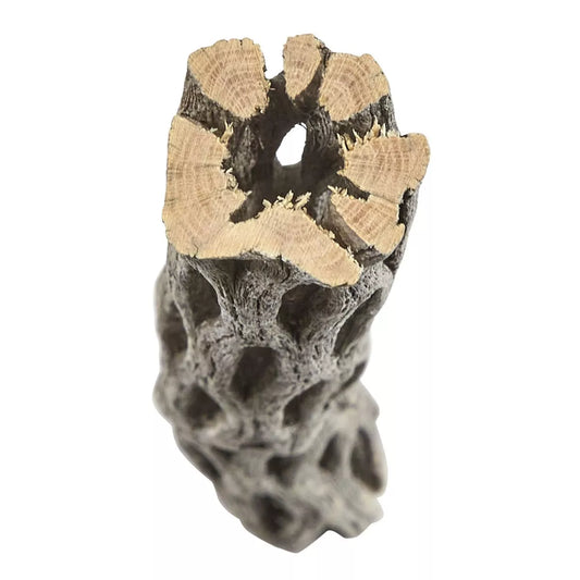 Liquid Gardens Cholla Wood 12 inch