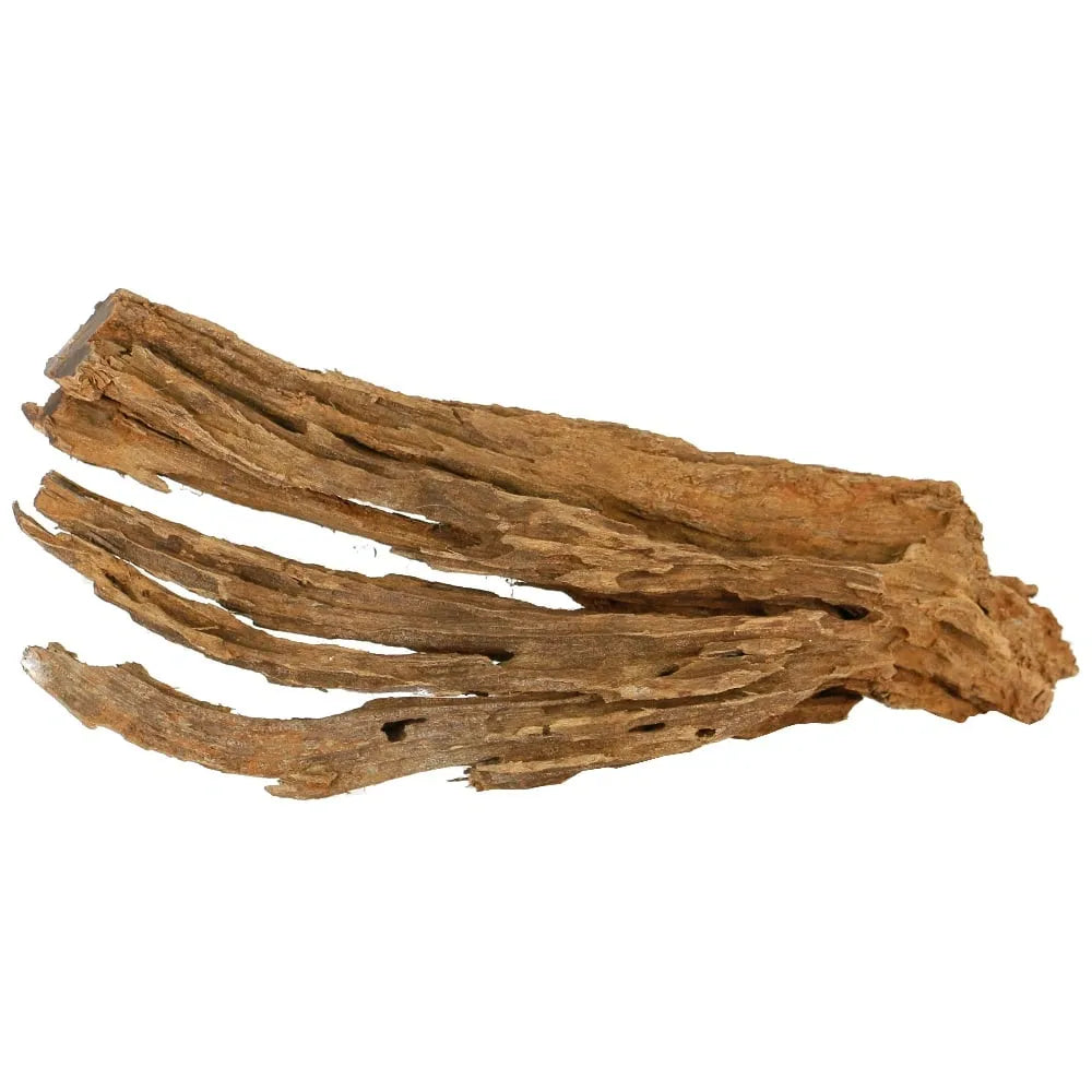 Malaysian Drift Wood - JBJ - Large